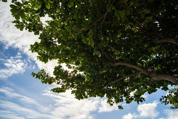 Fototapeta premium tree in the sky