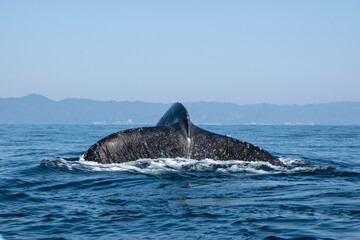Tail fin of a humpback whale above surface of the ocean. Pacific ocean, Puerto Vallarta. Jal. México.