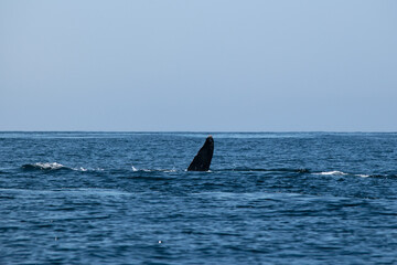 Mighty humpback whale above surface of the ocean. Scientific name: Megaptera novaeangliae. Natural habitat. Pacific ocean, Puerto Vallarta, Mex