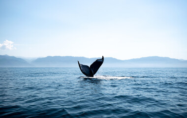 Tail fin of a humpback whale above surface of the ocean. Pacific ocean, Puerto Vallarta. Jal. México.