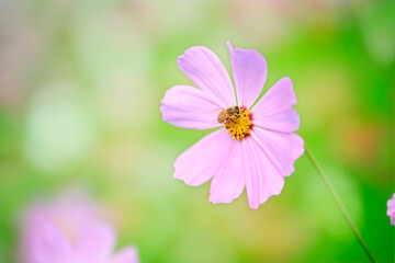 Fototapeta premium コスモス