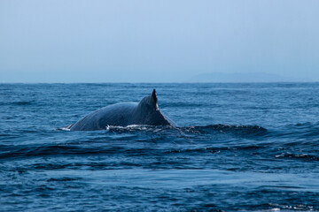 Tail fin of a humpback whale above surface of the ocean. Pacific ocean, Puerto Vallarta. Jal. México.