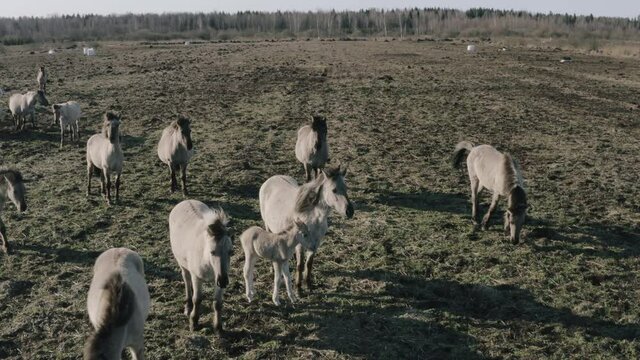 Wild horses in beautiful ,walk on the field. 4k