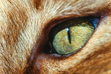High detail macro of ginger cat green eye looking focused and purposeful in distance
