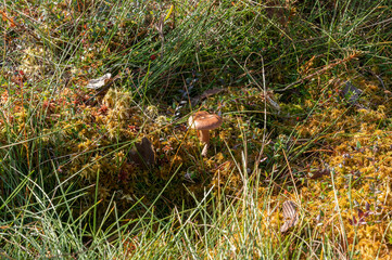 mushrooms in the grass