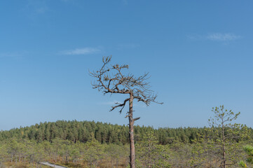 pine tree in the forest