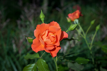 Rose lachsfarben apricot
