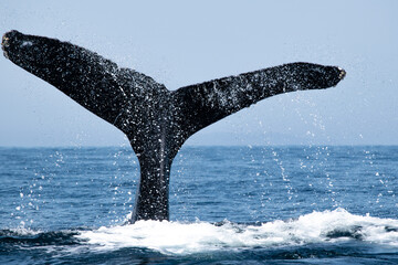 Obraz premium Tail fin of a humpback whale above surface of the ocean. Pacific ocean, Puerto Vallarta. Jal. México.