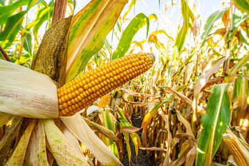 Corn on a cornfield before harvest