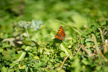 Motyl siedzi na trawie 