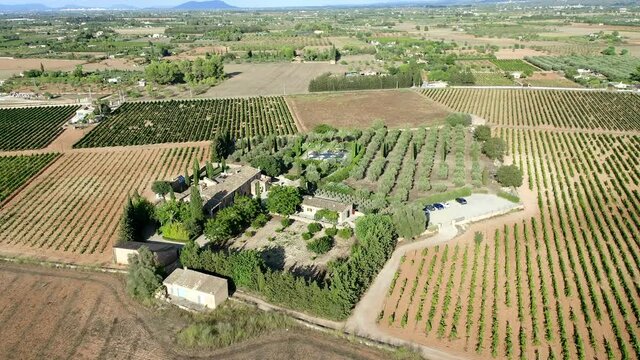 Aerial view, flight at agriculture with olives and fields around santa Eugenia and Santa Maria, center of the island, Mallorca, Balearic Islands, Spain