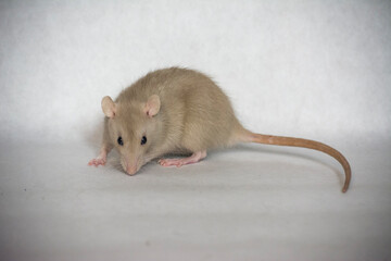 rat on white background