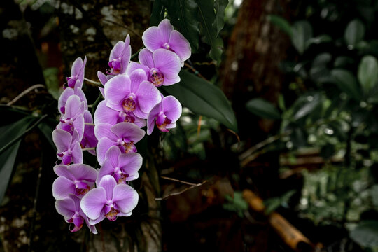Beautiful Purple orchid flower blooming on the tree in Asia wild