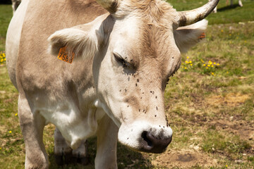 Naklejka na ściany i meble Close up of a white cow with many flies on its head