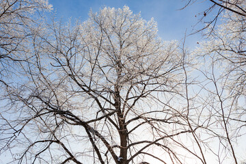 Fototapeta na wymiar Tree branches covered in frost snow