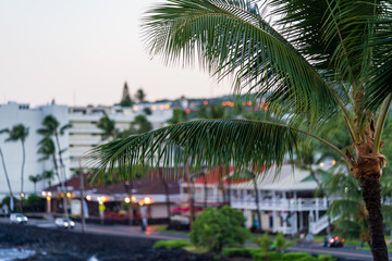 Fototapeta na wymiar palm trees