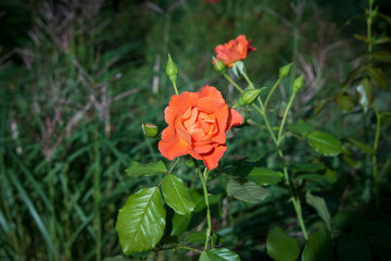 Rose lachsfarben apricot