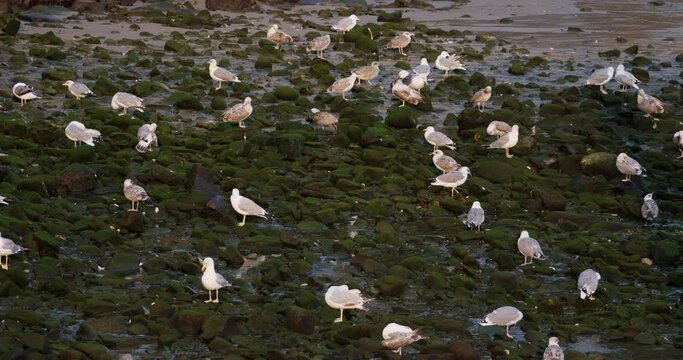 A group of seagulls at dawn congregate on the seashore at the mouth of a freshwater river