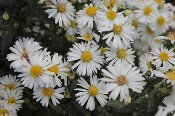 White Aster grows in an autumn flower bed in the garden.