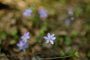 Beautiful hepatica nobilis in the forest at spring day