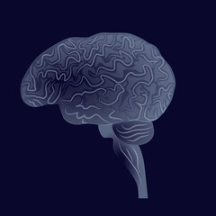 Human brain. Internal organs against a dark background, the nervous system. Vector illustration
