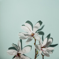 Beautiful pink magnolia flowers on blue background. Top view. flat lay. Spring minimalistic concept