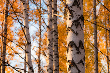 Birch tree and foliage in autumn colors