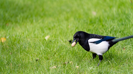 Magpie carrying a monkey nut in its beak