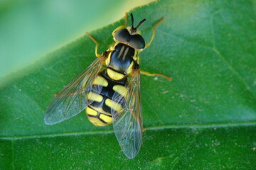 Hoverfly (Chrysotoxum intermedium)