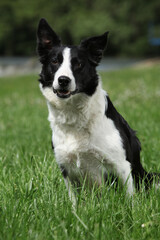 Portrait of Border collie