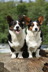 Couple of Welsh Corgi Cardigan