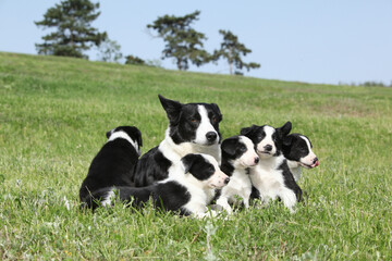 Border collie bitch with its pupies