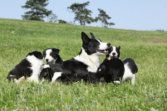Border collie bitch with its pupies
