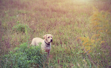Labrador retriever dog in the field