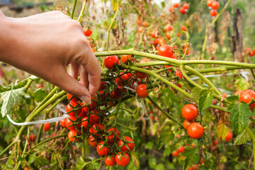 hand picking ripe cherry tomatoes