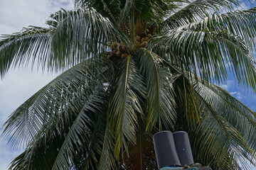 Green coconut tree stock photo