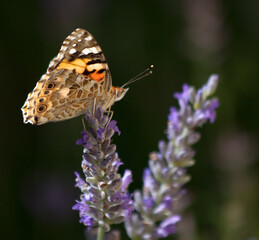 Fototapeta na wymiar Painted lady butterfly (Vanessa cardui) sitting on a purple lavender 