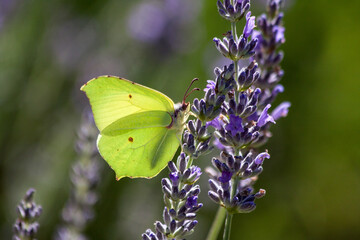 Yellow brimstobe butterfly feeding on a lavender flower. Backlight sun shines through transparent wings, making the abdomen visible.