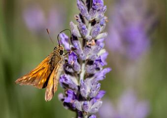 Small skipper butterfly (Thymelicus sylvestris) sitting on lavender flower 