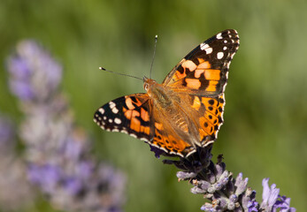 Painted lady butterfly (Vanessa cardui) sitting on a purple lavender 