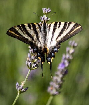 Scarce Swallowtail butterfly (Iphiclides podalirius) with open wings sitting on a purple lavender flower