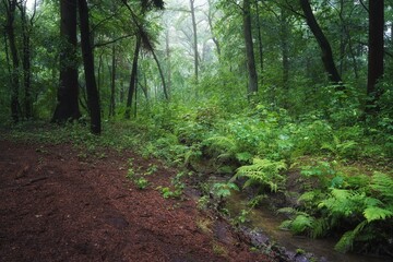 Obraz premium June dawn, a foggy morning in the forest, a stream among trees