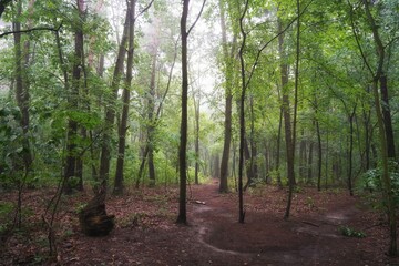 Fototapeta premium June dawn, foggy morning in the forest, path among trees