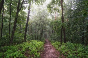 June dawn, foggy morning in the forest, path among trees