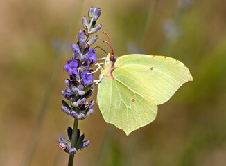 Yellow brimstobe butterfly feeding on a lavender flower. 