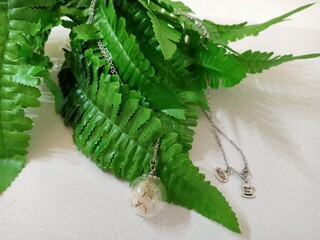fern in the garden