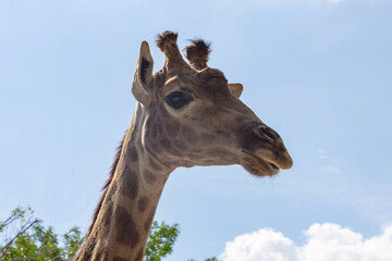 Giraffe's head looks at us against tree background