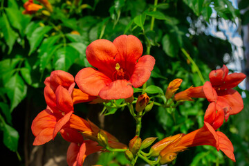 Close up of red climber flower campsis also known as trumpet creeper and trumpet vine flower. Horizontal stock image.