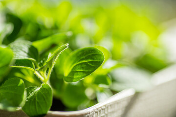 Fresh young leaves of microgreen. Microgreen sprouts close-up.