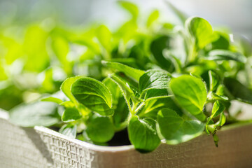 Fresh young leaves of microgreen. Microgreen sprouts close-up.